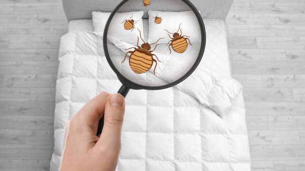 Punaises de lit : des petites bêtes qui vous mènent la vie dure !